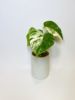 Picture of Veriegated Monstera Deliciosa Albo