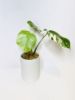 Picture of Veriegated Monstera Deliciosa Albo