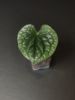 Picture of Anthurium Luxurians