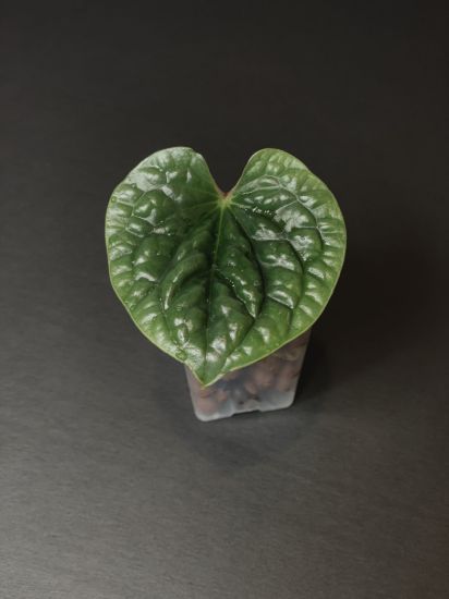 Picture of Anthurium Luxurians
