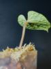 Picture of Anthurium Luxurians